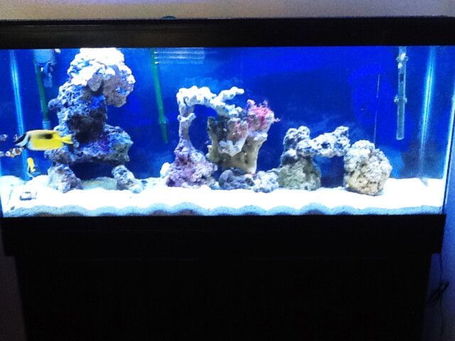 A fish tank with a yellow fish in it