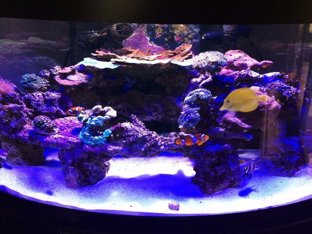A large aquarium filled with lots of fish and corals
