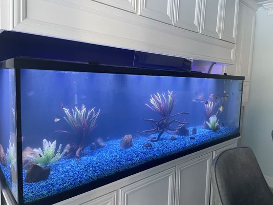 A large aquarium filled with fish and plants in a living room.