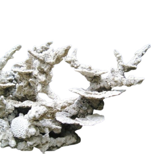 tonga table top coral/rock
