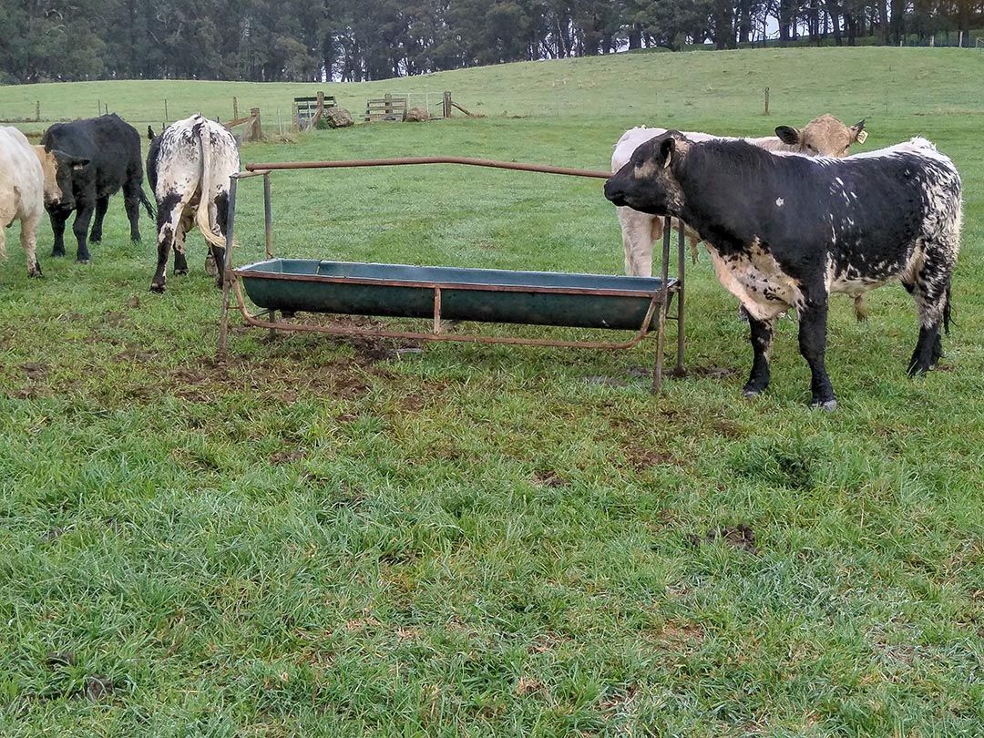 Gallery Alinjarra Speckle Park