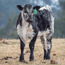 Calf-shot