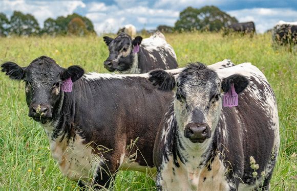 About our farm