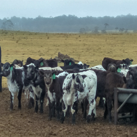 calves-outside