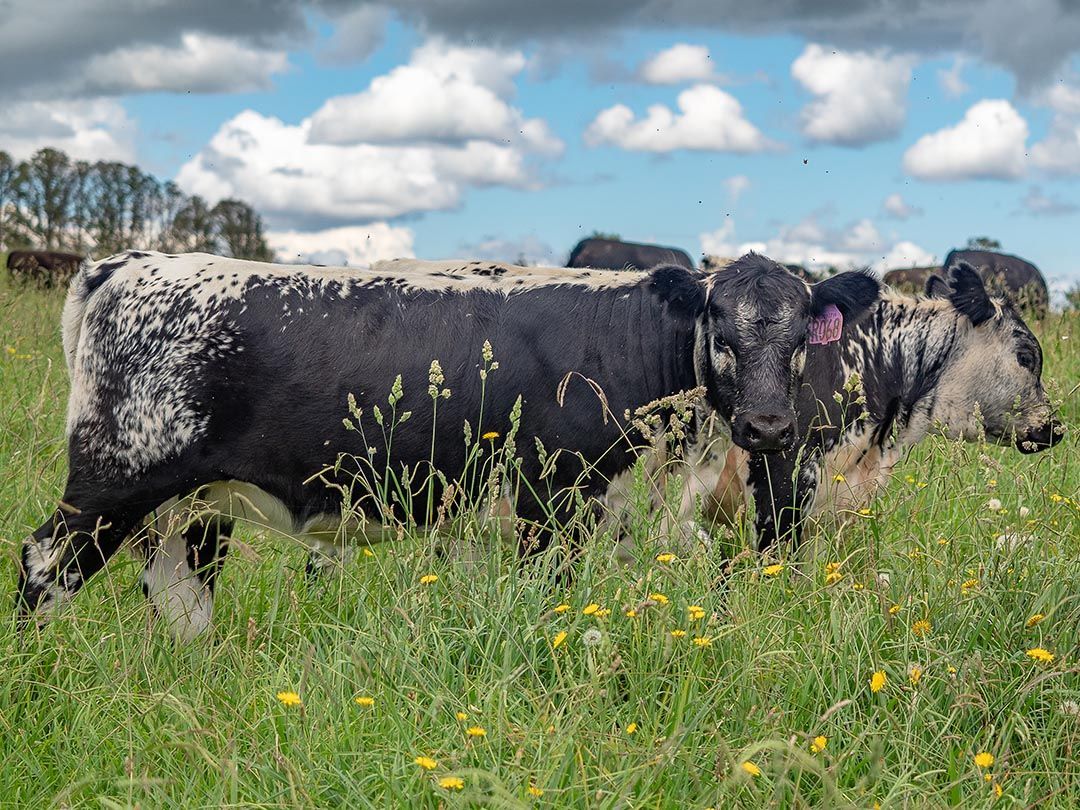 alinjarra speckle park