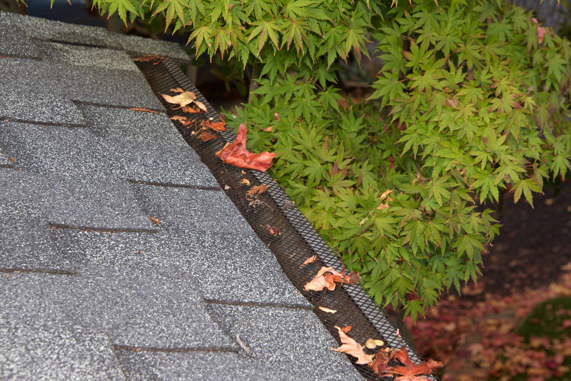 Close-up of a roof with a gutter guard covered in fallen leaves, next to green foliage.