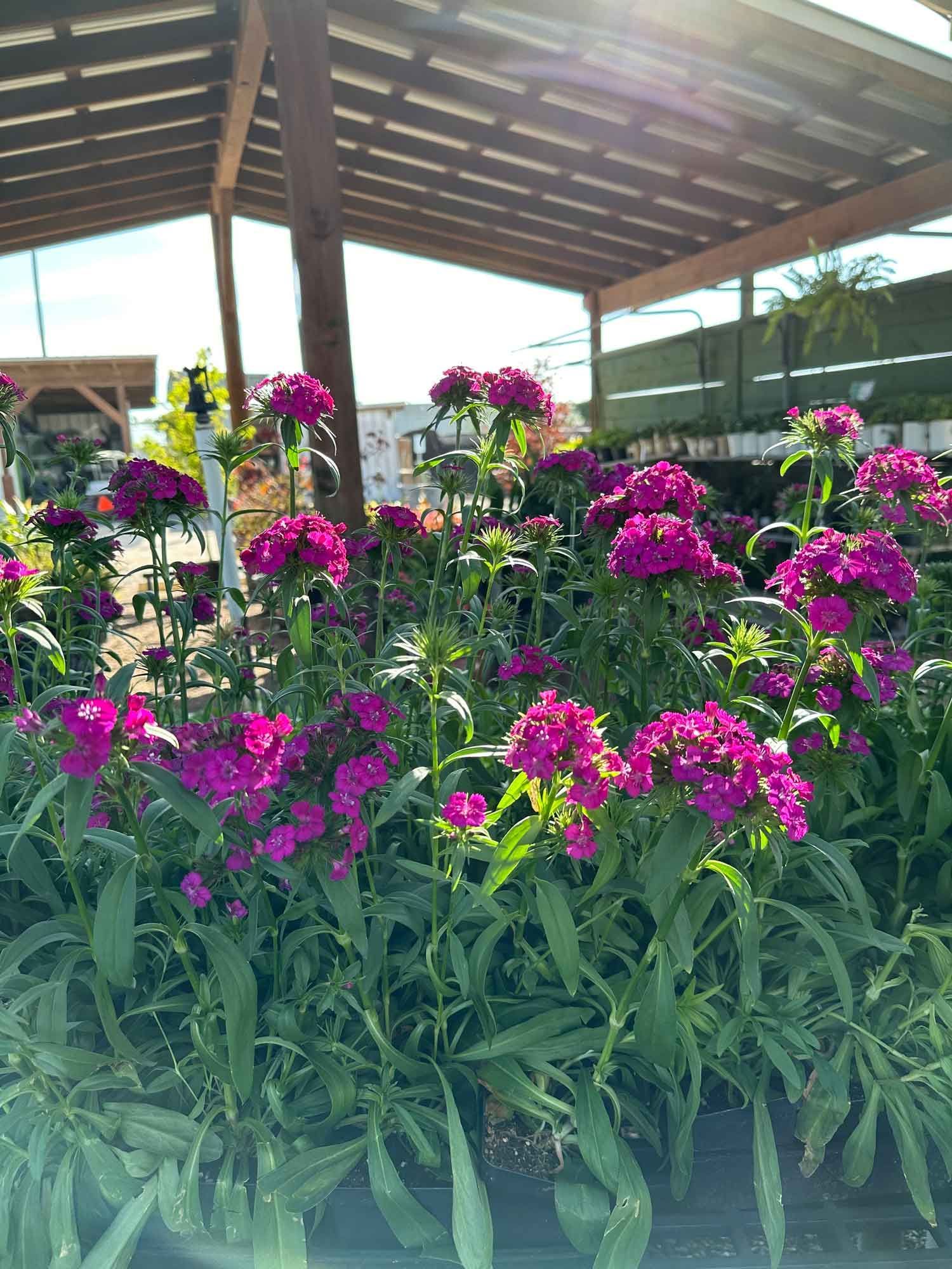 Purple Flowers — Houston, TX — B.E Lawn Services