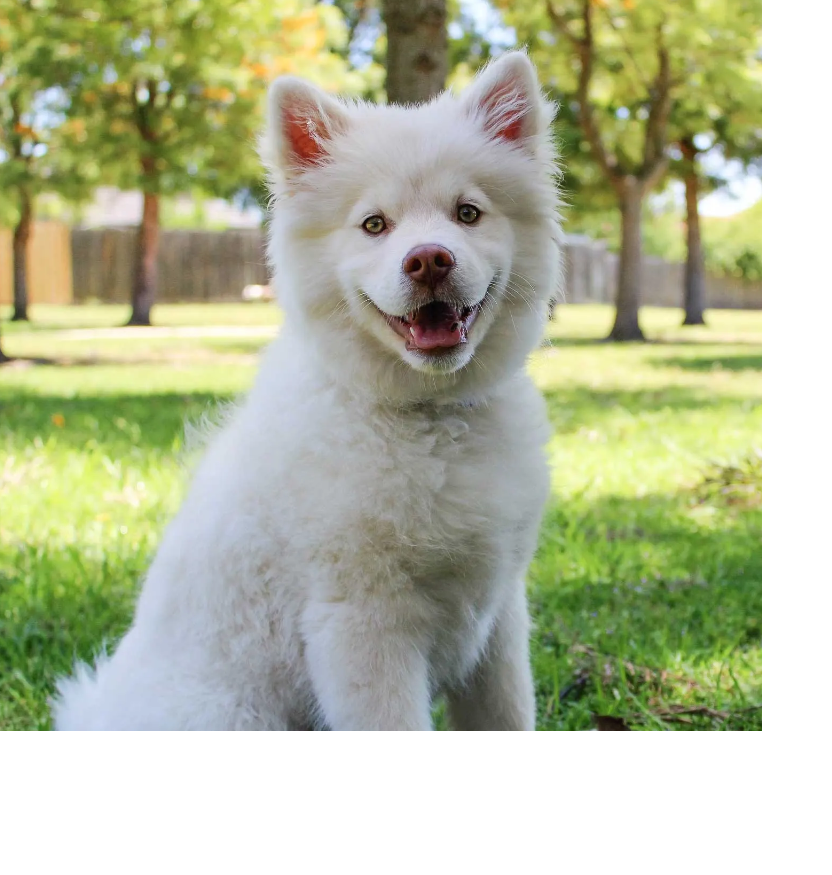 a white dog is sitting in the grass and smiling at the camera .Villa Serena Communities