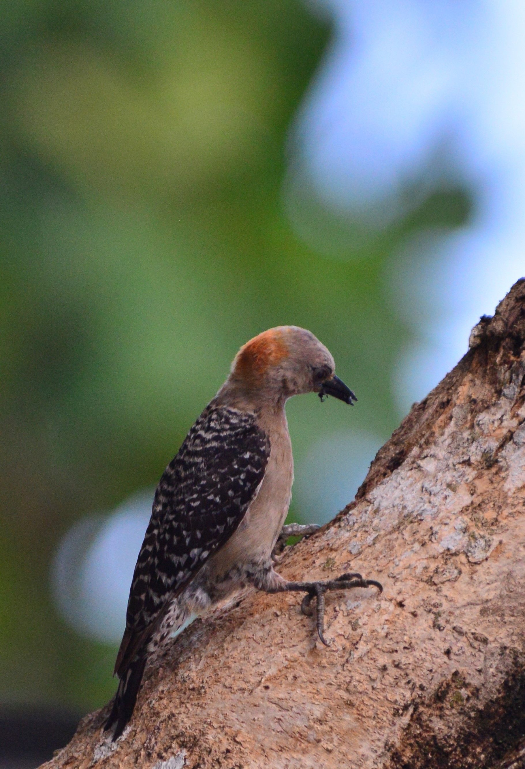 Biodiversidad en Palomino