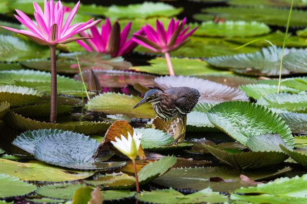 Un pájaro se posó entre nenúfares y lirios de agua rosados ​​en un estanque.