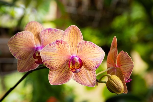 Orquídeas rosas y amarillas floreciendo en un tallo verde de jardín.