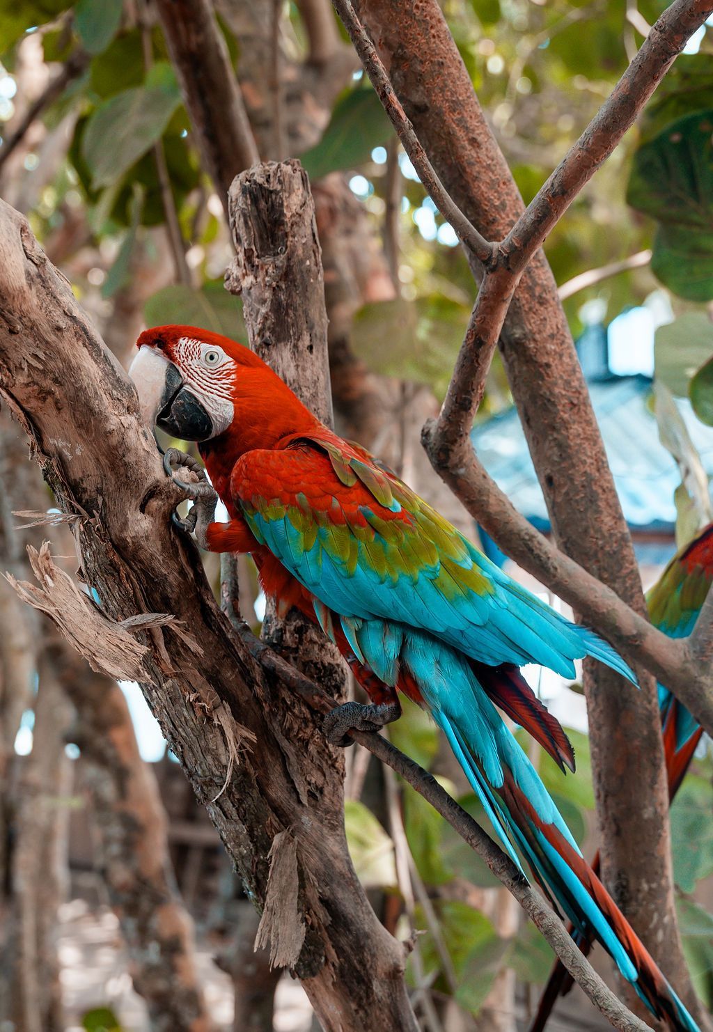 Guacamayos rojos, azules y verdes posados ​​en las ramas de un árbol en un entorno boscoso.