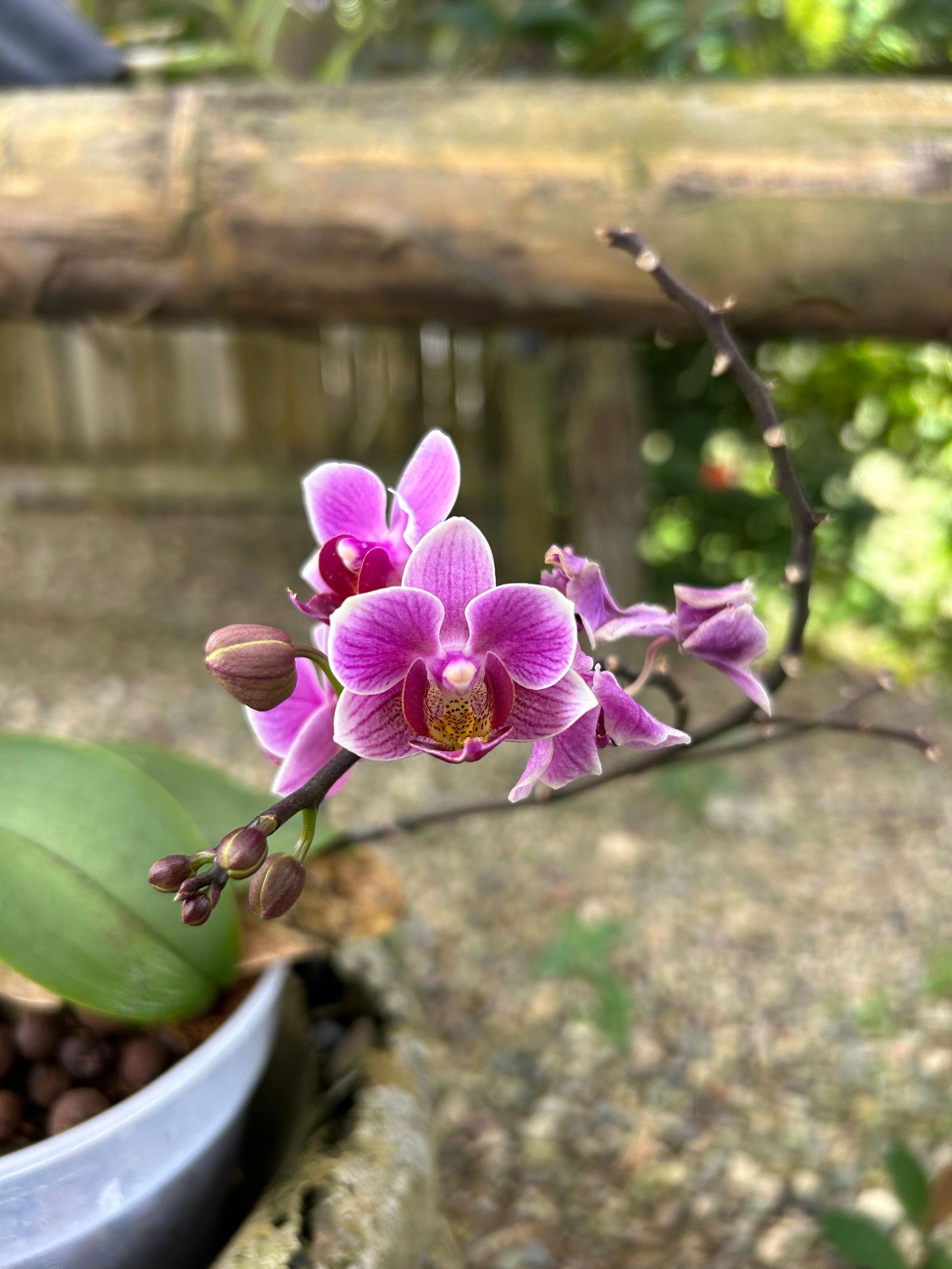 orquidea en ecosistema sostenible aite
