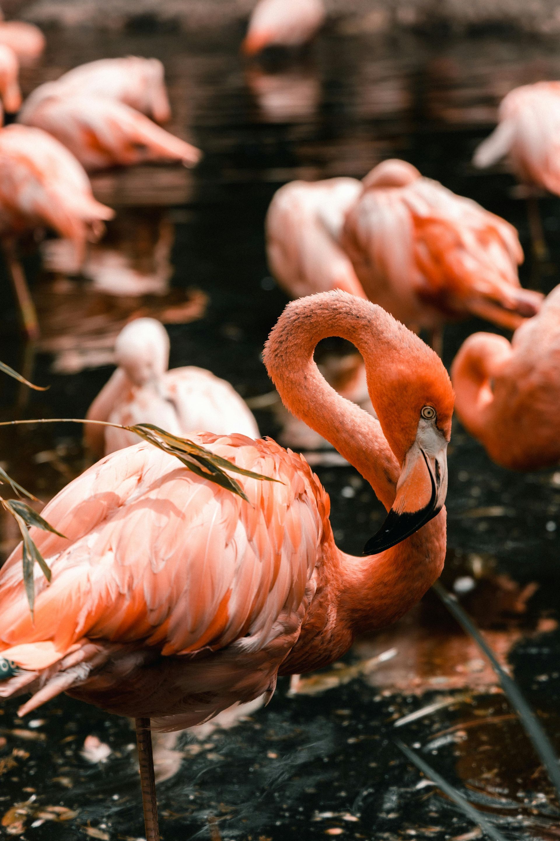 Flamencos rosados ​​de pie en aguas poco profundas, uno de ellos enfocado nítidamente en primer plano.