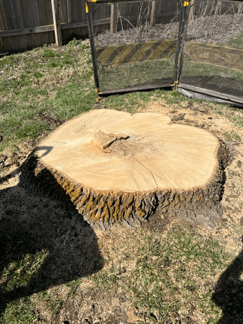 Big Tree Stump — Scottsburg, IN — Stumps N Moore