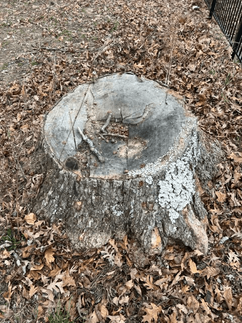 Tree Stump — Scottsburg, IN — Stumps N Moore