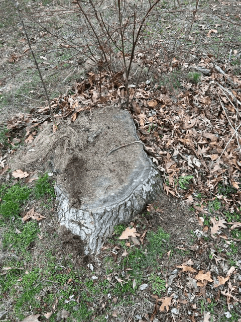 Tree Stump 01 — Scottsburg, IN — Stumps N Moore