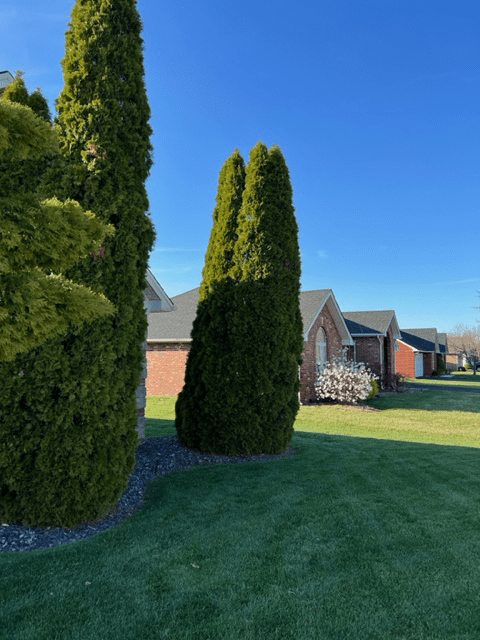 Yard With Trees — Scottsburg, IN — Stumps N Moore