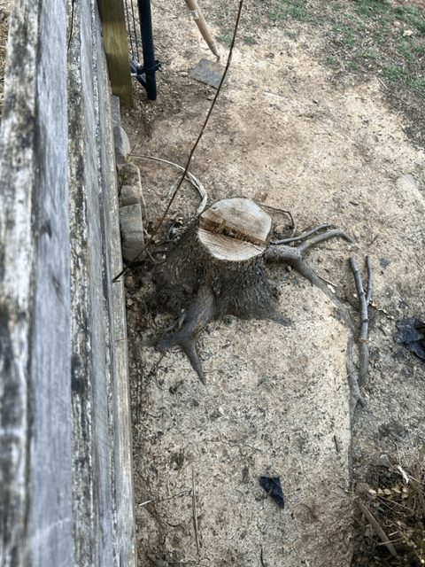 Tree Stump 08 — Scottsburg, IN — Stumps N Moore