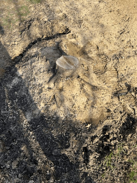 Tree Stump 11 — Scottsburg, IN — Stumps N Moore