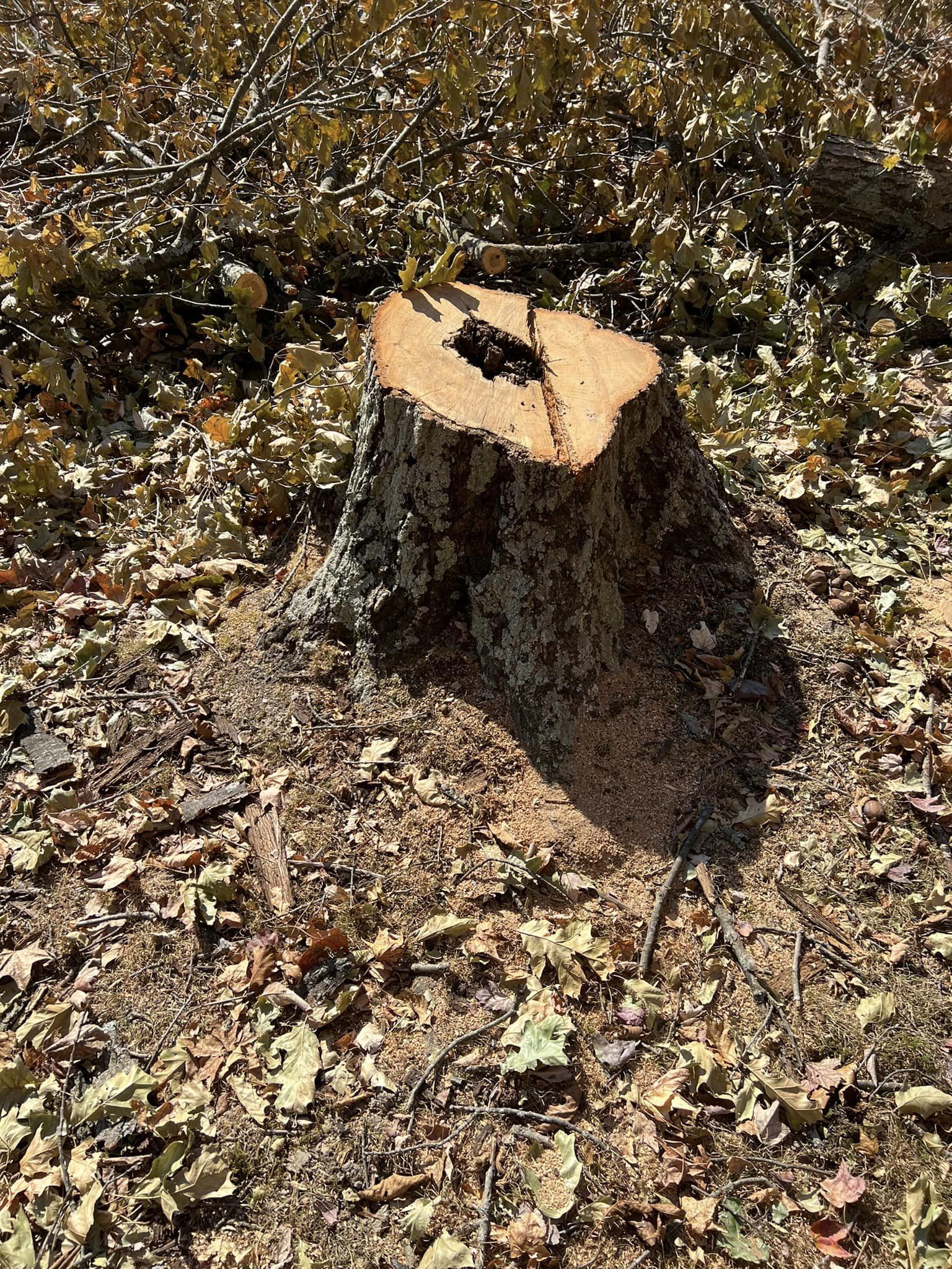 Big Tree Stump 01 — Scottsburg, IN — Stumps N Moore