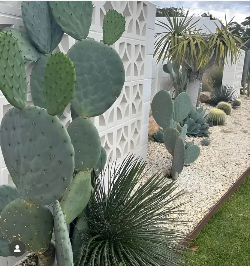 A Xeriscaped Garden Featuring Prickly Pear Cacti and Spiky Succulents — Creative Landscapes Coffs Harbour in Korora, NSW