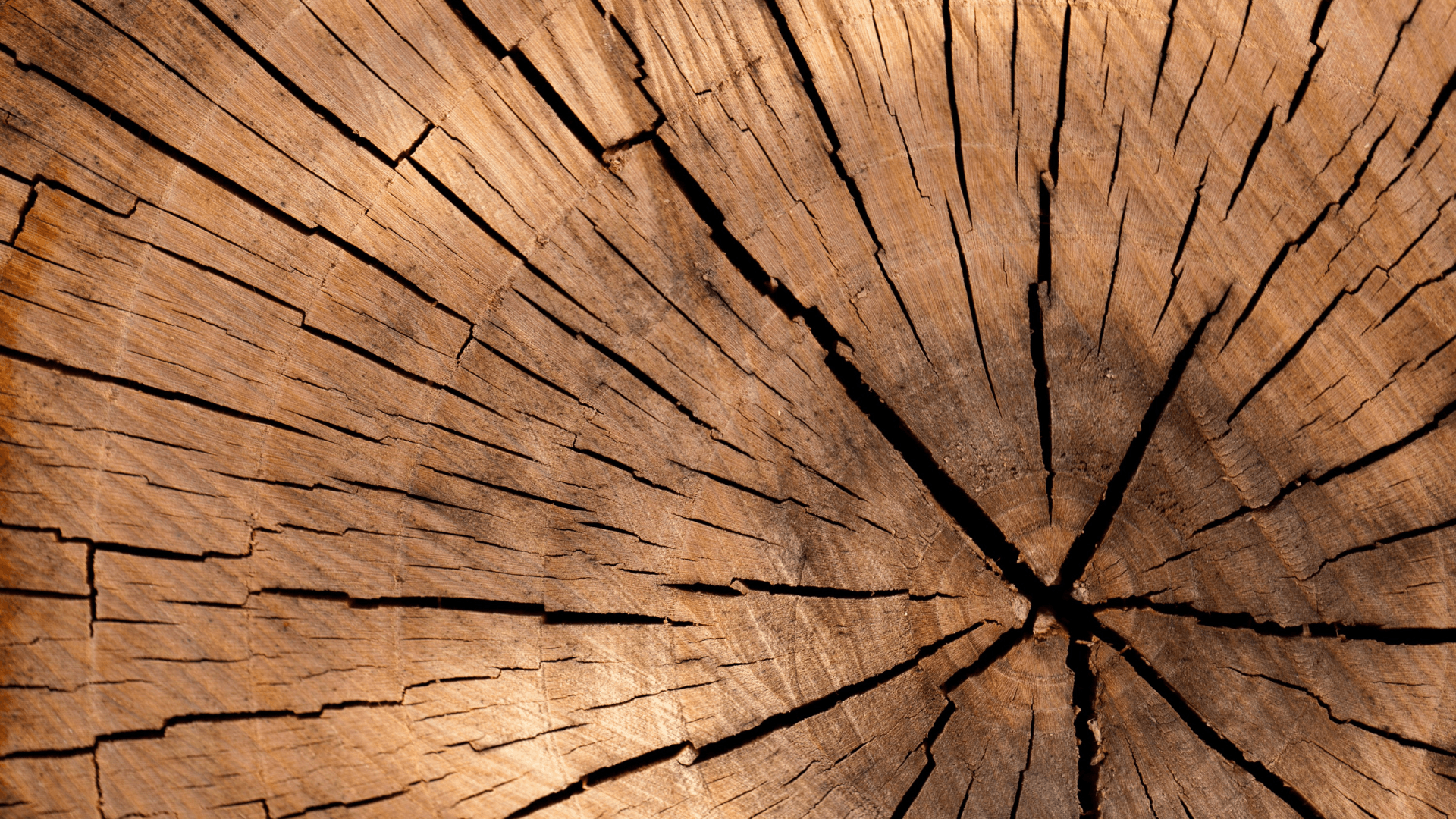 tronco albero