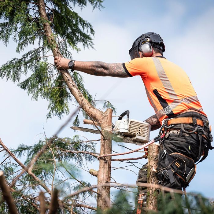 A man is cutting a tree with a chainsaw.
