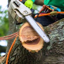 A person is cutting a tree with a chainsaw.