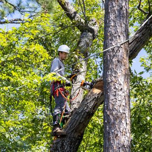A man is cutting a tree with a chainsaw.