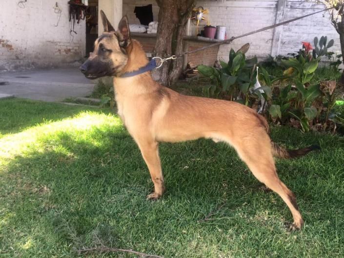 Tan dog standing alert on a grassy lawn beside a garden and white wall