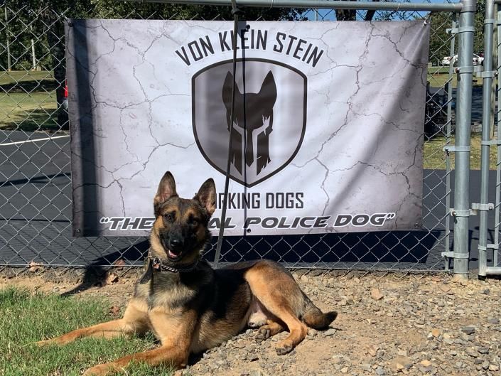German shepherd lying in front of a Von Kienstein Working Dogs banner by a chain-link fence