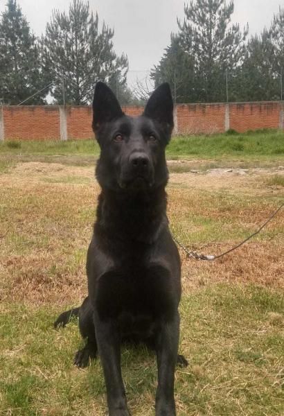Black dog sitting on grass in front of a brick wall and trees.
