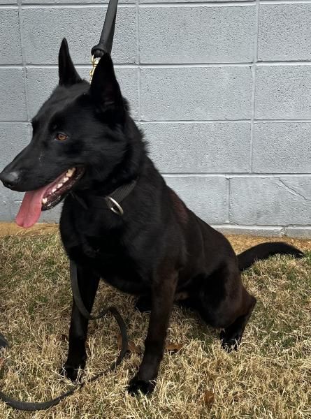 Black dog sitting on grass, panting, in front of a gray cinderblock wall.
