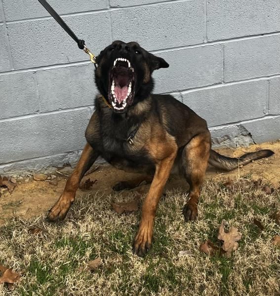 Black-and-tan dog barking on a leash beside a gray cinderblock wall on grass