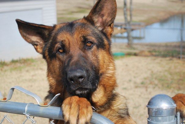 German shepherd resting its chin on a metal gate, with a yard and house in the background.