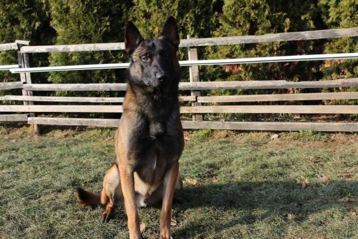 Black-and-tan dog sitting on grass in front of a white fence outdoors