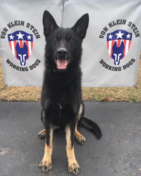 Black-and-tan German Shepherd sitting in front of a Von Kleinstein Working Dog banner.