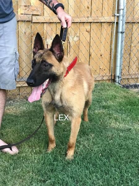 German Shepherd on a leash in a grassy yard, tongue out, with a person standing beside it.