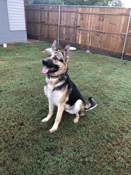 German shepherd sitting on grass in a fenced yard, panting with tongue out.