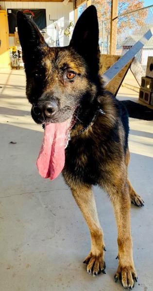 Black-and-tan dog with large ears and tongue out, standing on a sunlit sidewalk outdoors