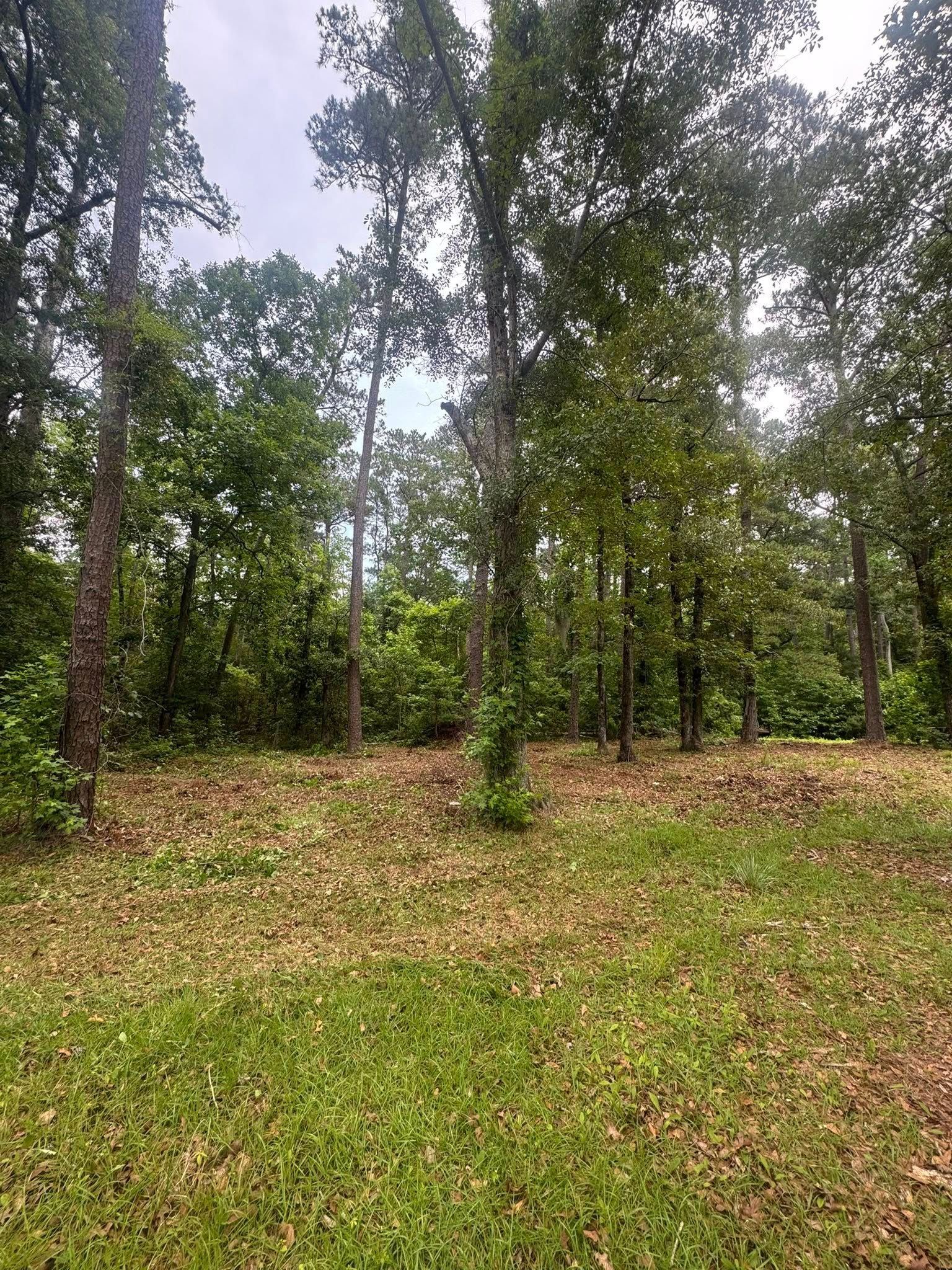 Wooded hillside with green grass and tall trees under a cloudy sky