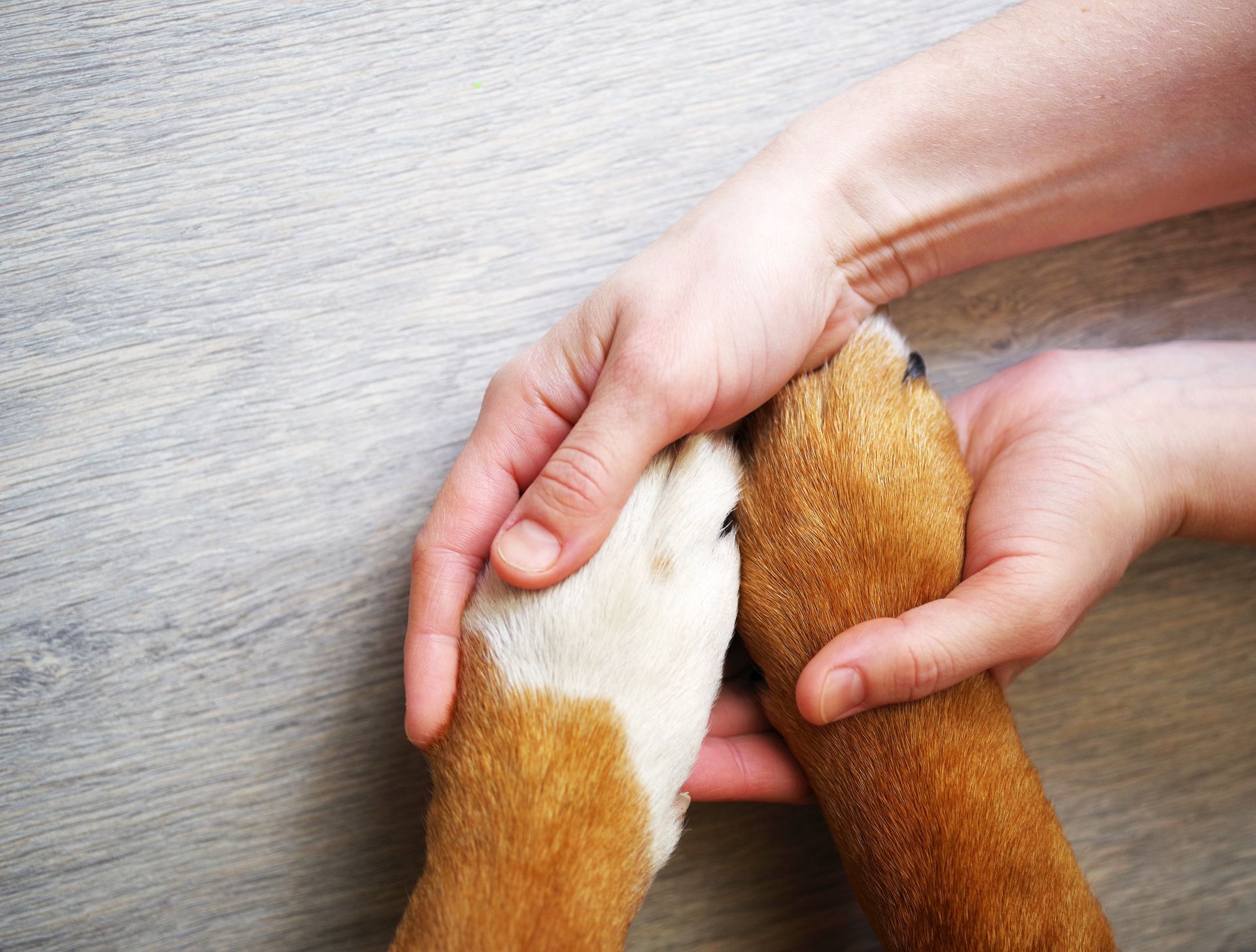 Hands cradling a dog's paws, showing a light brown and white paw held gently.