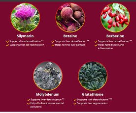 Five labeled plant extracts on a burgundy background: silymarin, betaine, berberine, molybdenum, and glutathione.