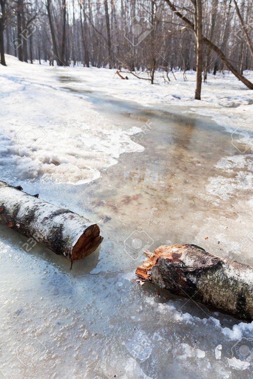 Un tronc de bouleau brisé gisant sur une plaque de glace et de neige fondante, en pleine forêt.