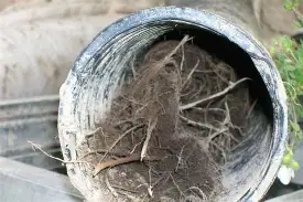 Gros plan sur l'intérieur d'un tuyau en plastique noir ondulé complètement obstrué par d'épaisses racines d'arbres enchevêtrées et de la terre.