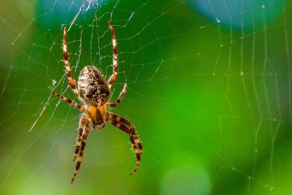 Pest Control Near Me