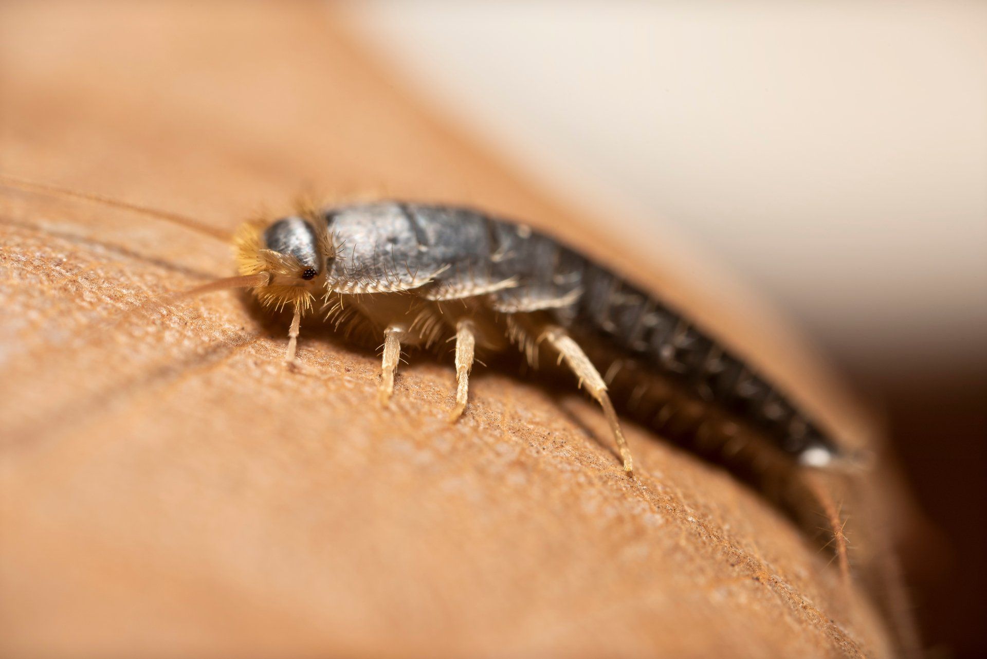 Pest Exterminator Near Me