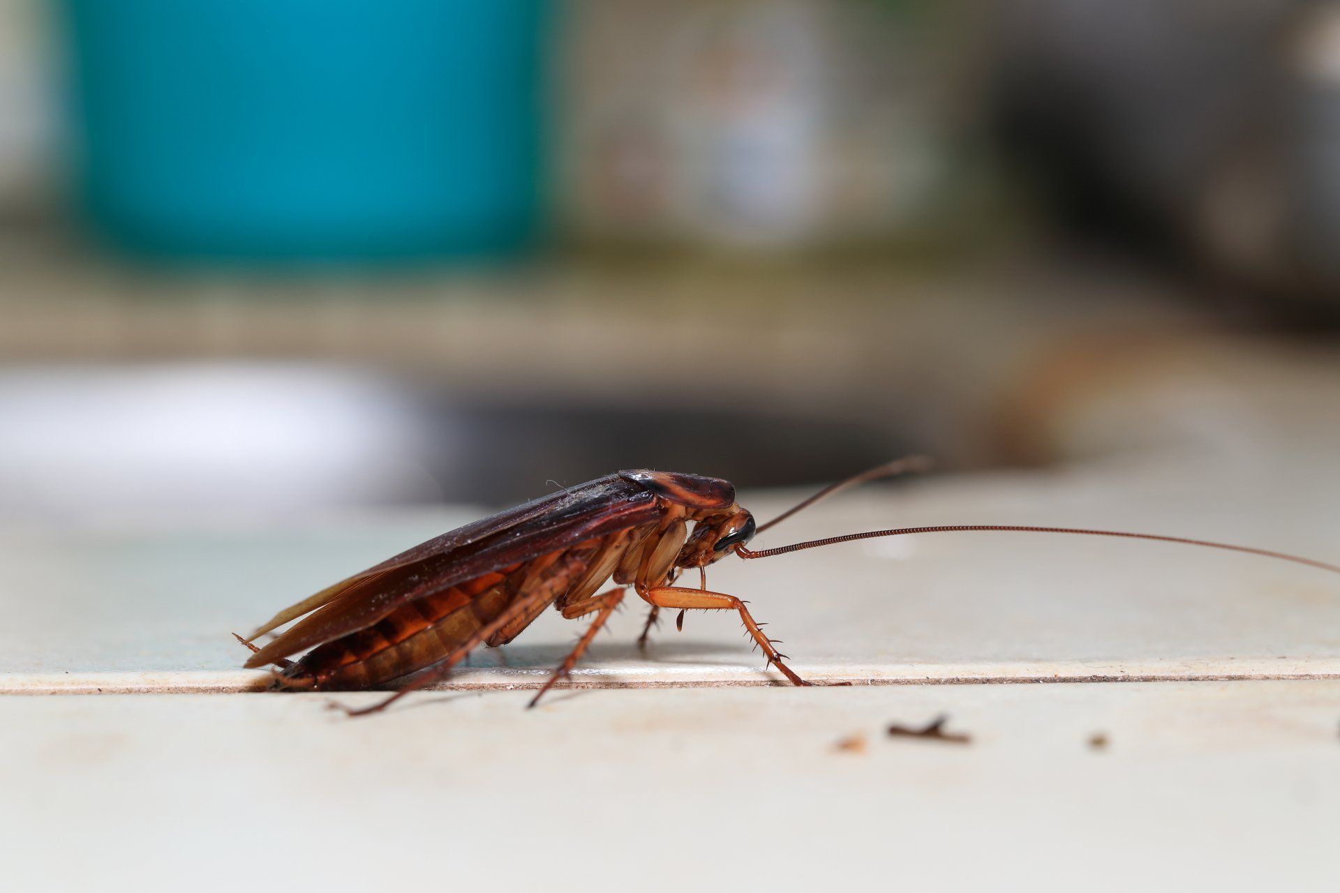 Pest Exterminator Near Me