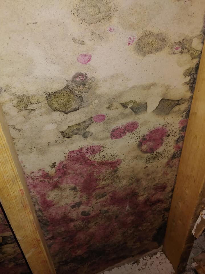 Close-up of mold growth on a wall inside a home in Dallas, Texas, highlighting the need for mold remediation and mitigation services.